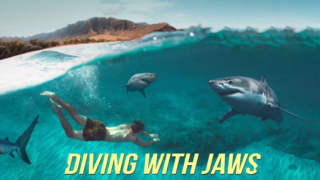 Diving with Sharks NO Cage!? – Oahu Hawaii